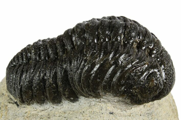 Bargain Austerops & Morocops Trilobite Fossils - 2 to 3" - Photo 1